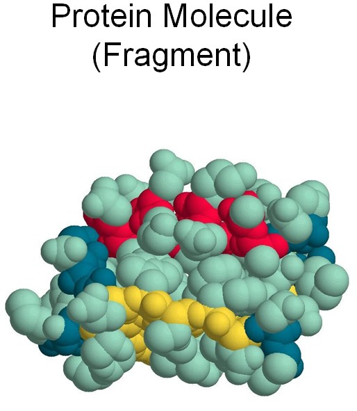 Protein Molecule (Fragment)